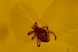 Fossil Fly, Mite and Springtail Association in Baltic Amber #150758-3